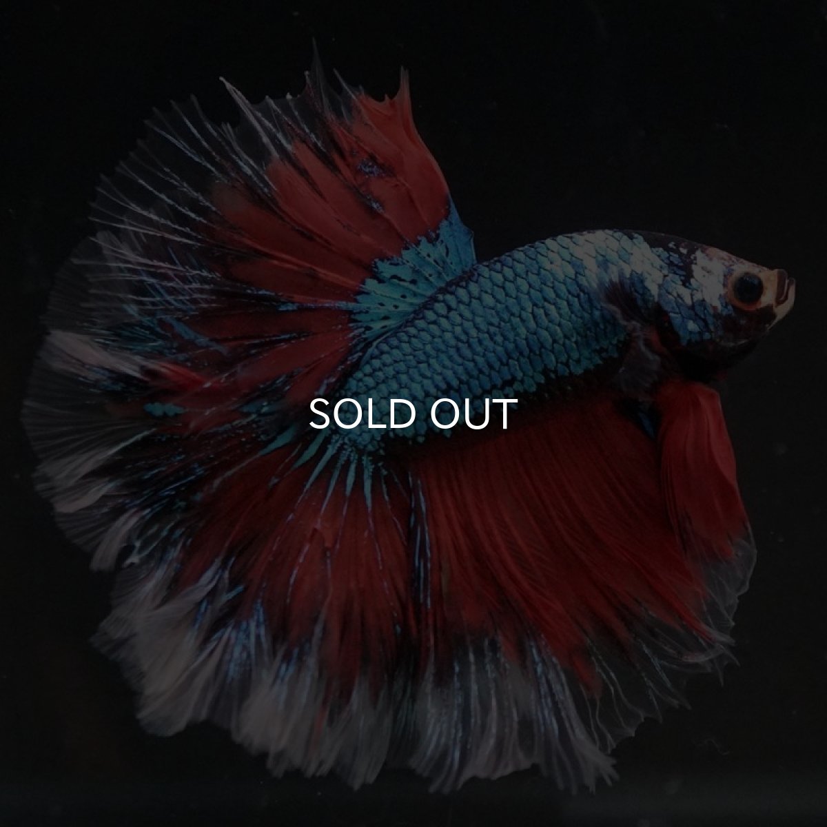 画像3: HM ファンシー ローズテール (3)