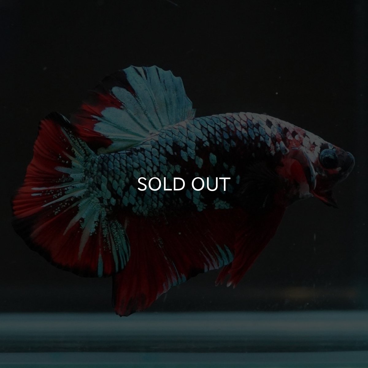 画像9: HMPK　レッドギャラクシー (9)