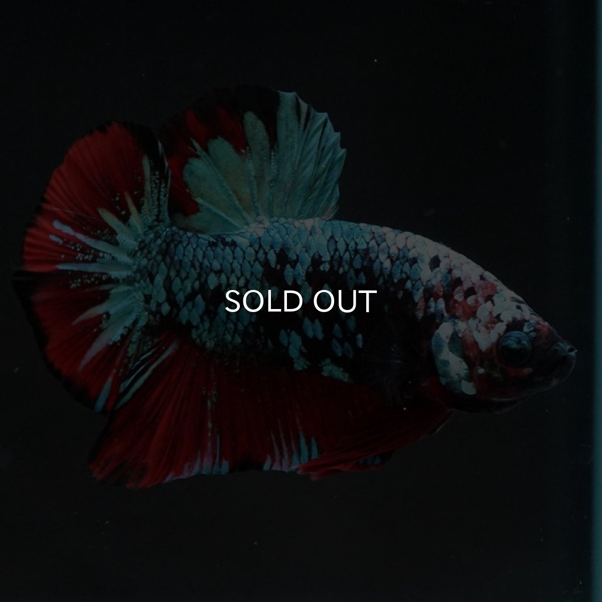 画像6: HMPK　レッドギャラクシー (6)