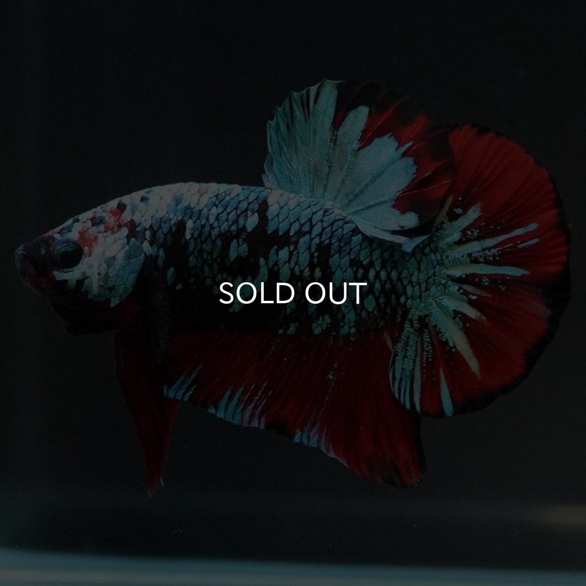 画像11: HMPK　レッドギャラクシー (11)