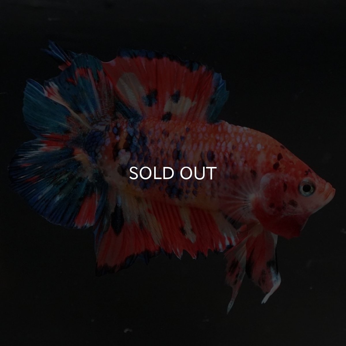 画像8: DTPK キャンディ (8)