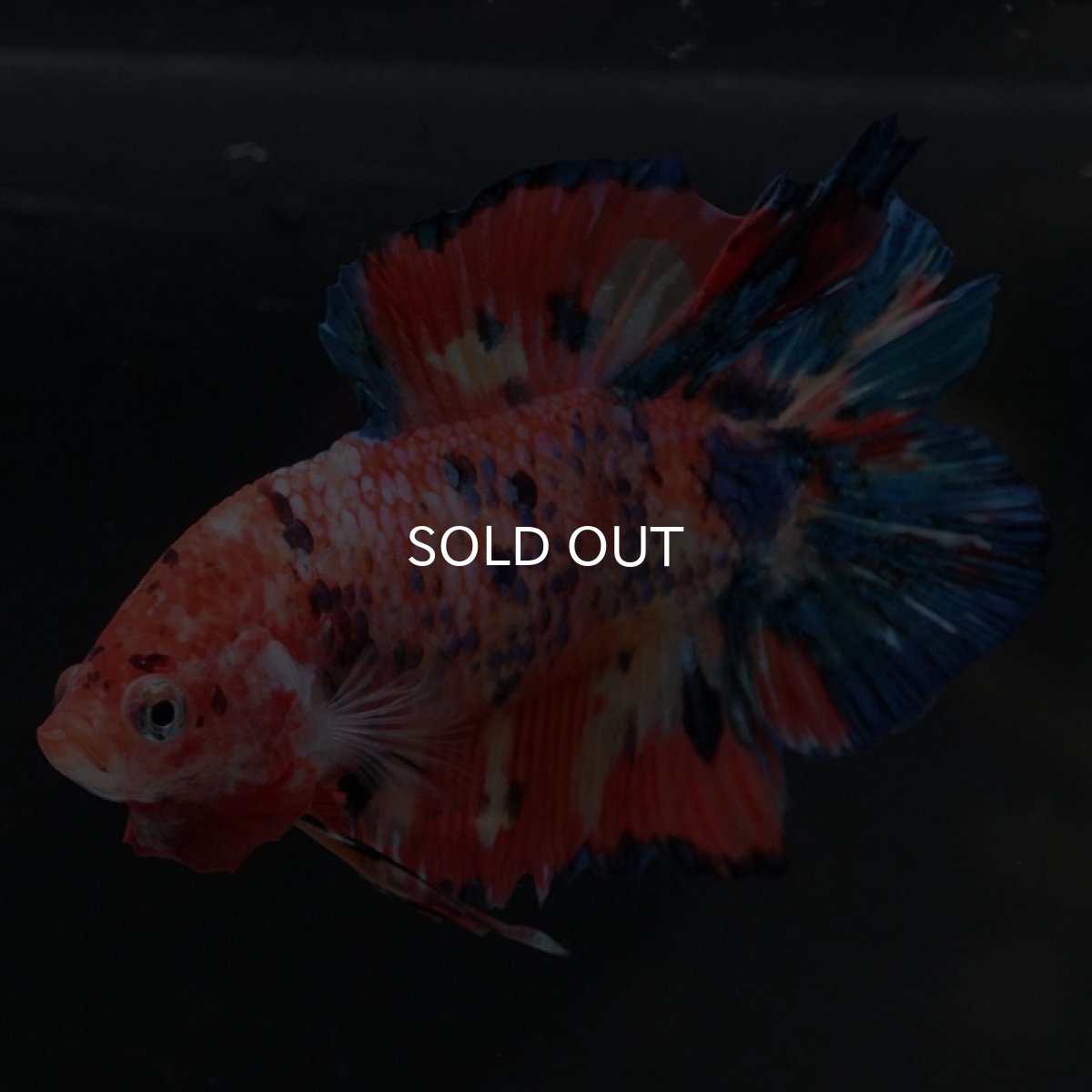 画像7: DTPK キャンディ (7)