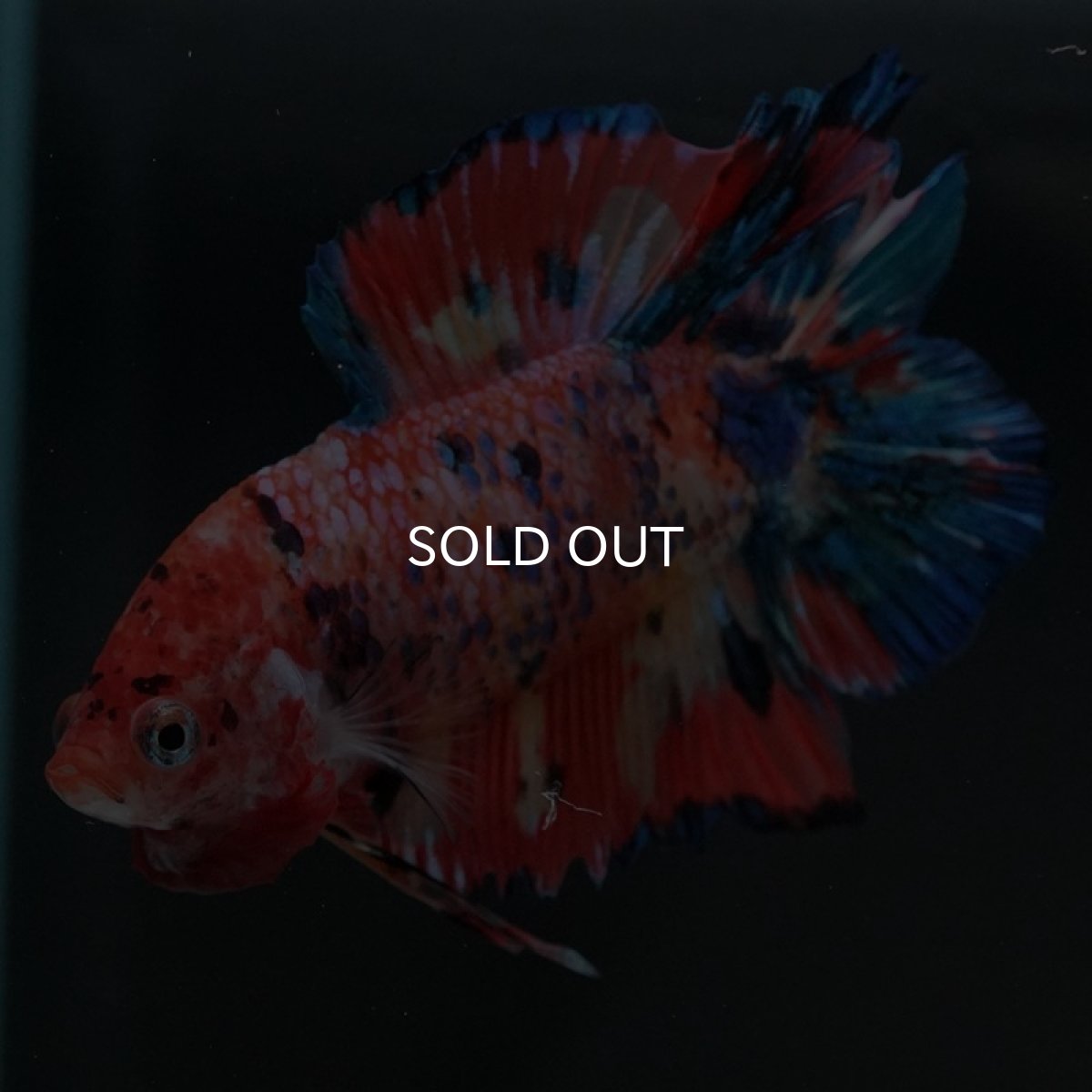 画像4: DTPK キャンディ (4)