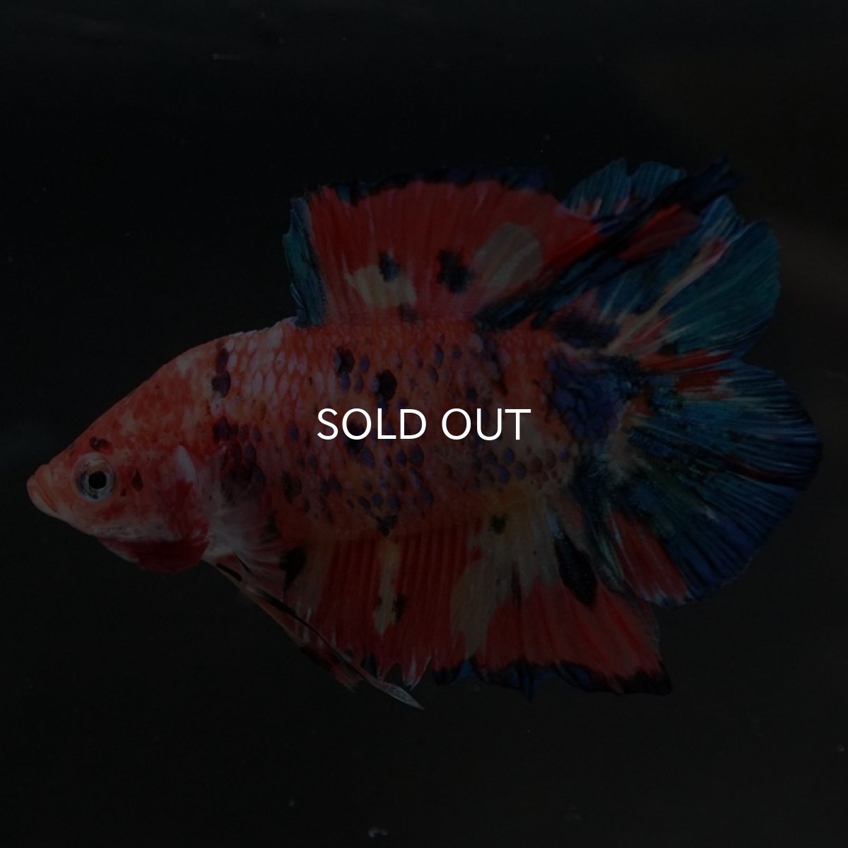 画像6: DTPK キャンディ (6)