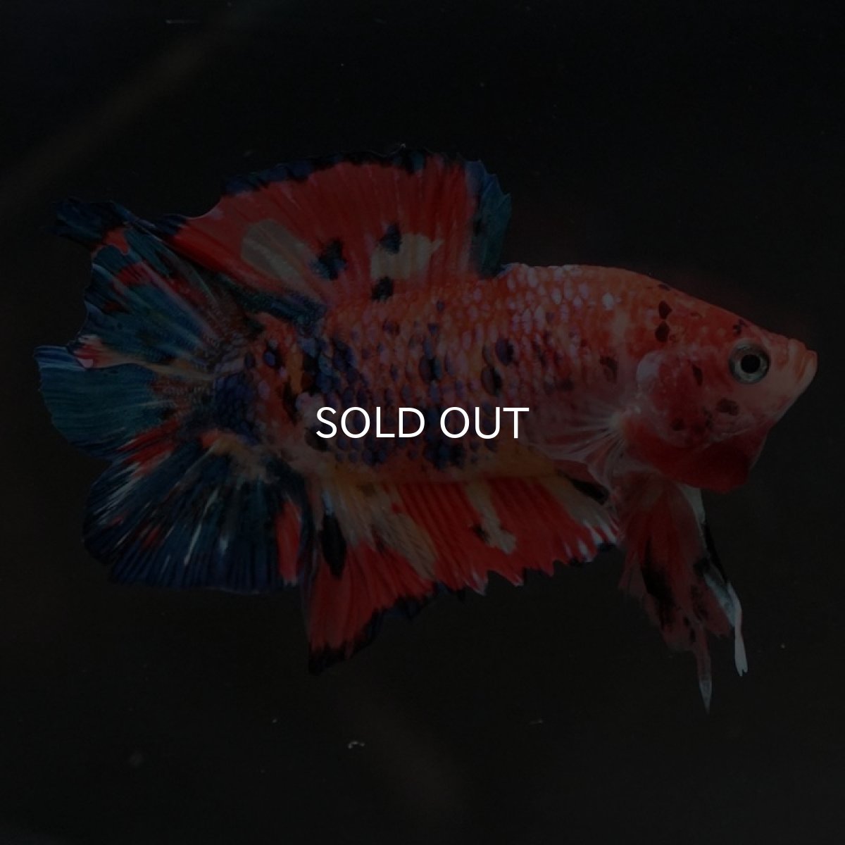 画像3: DTPK キャンディ (3)