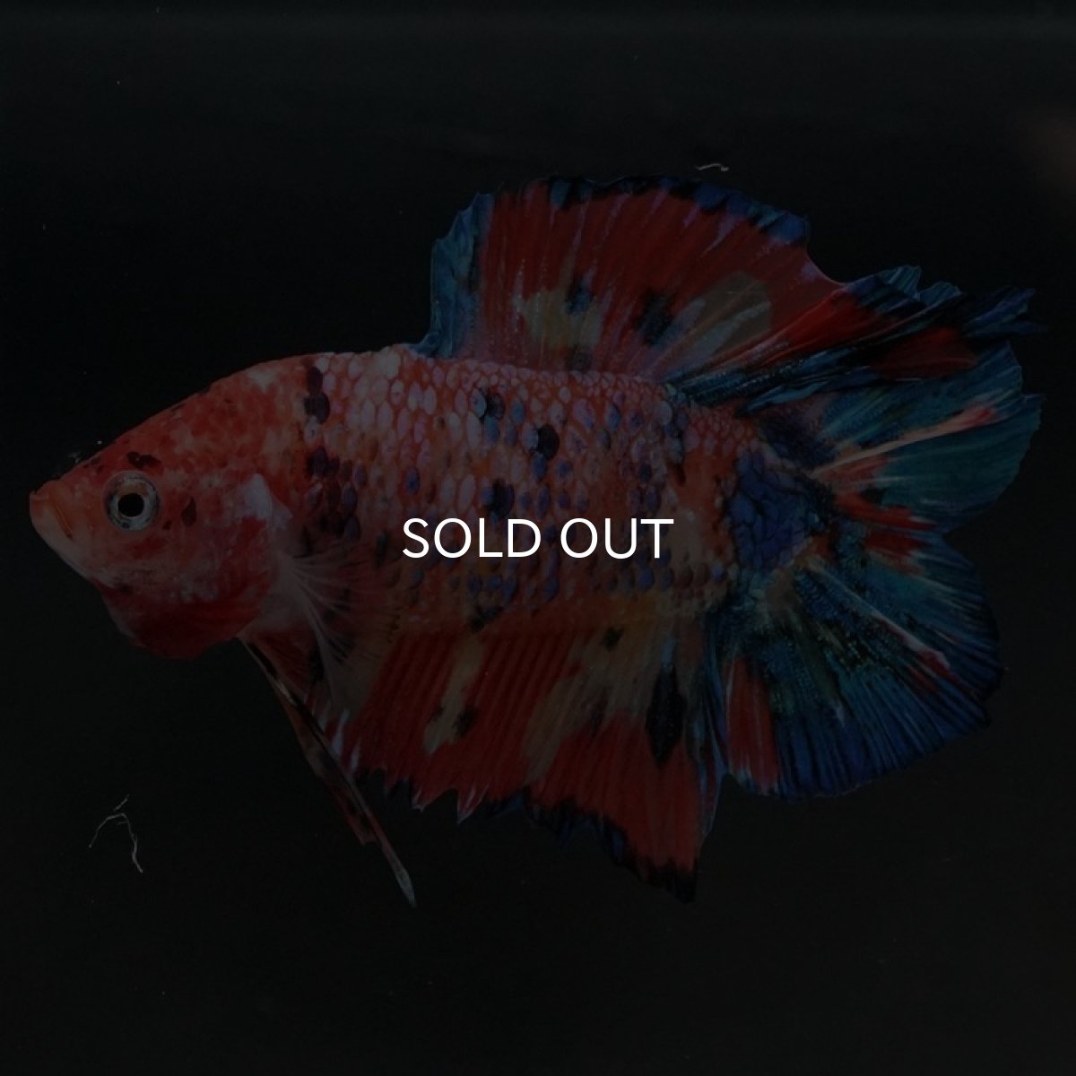 画像2: DTPK キャンディ (2)