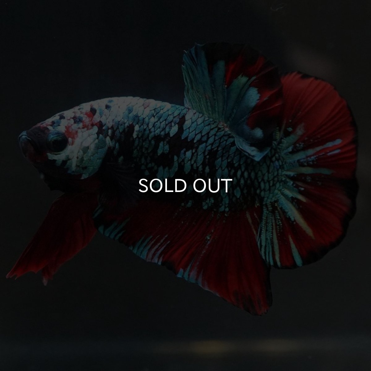 画像2: HMPK　レッドギャラクシー (2)