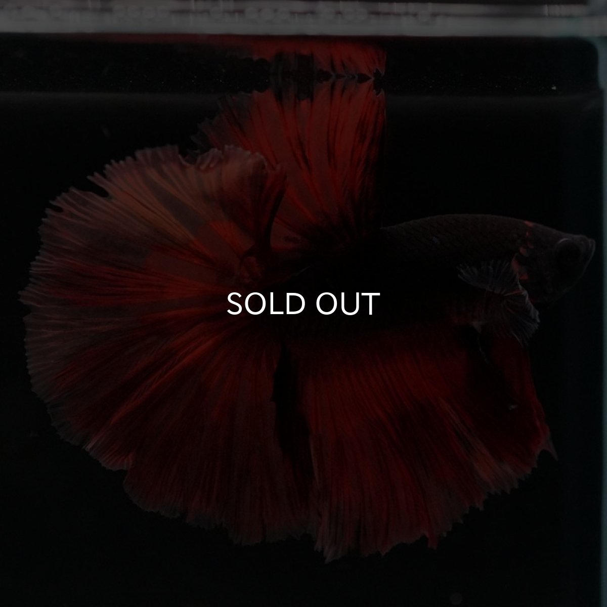 画像5: HM　レッドデビル (5)