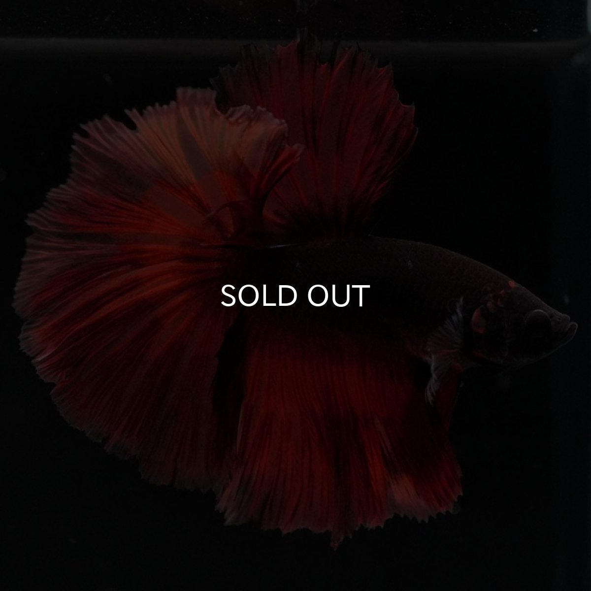 画像3: HM　レッドデビル (3)