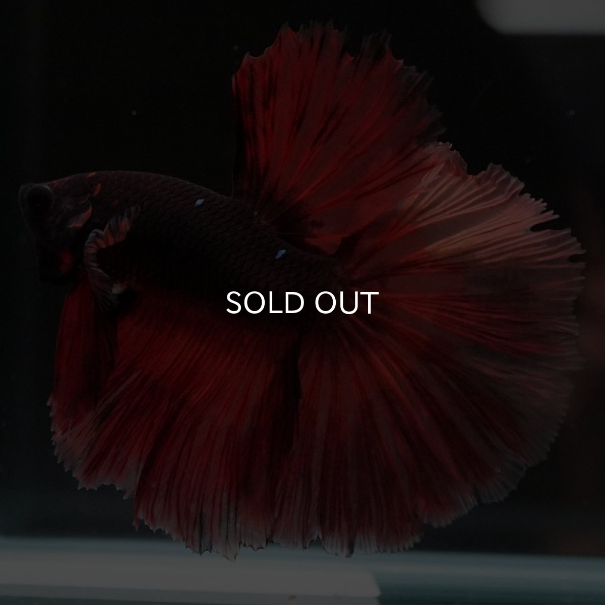 画像6: HM　レッドデビル (6)