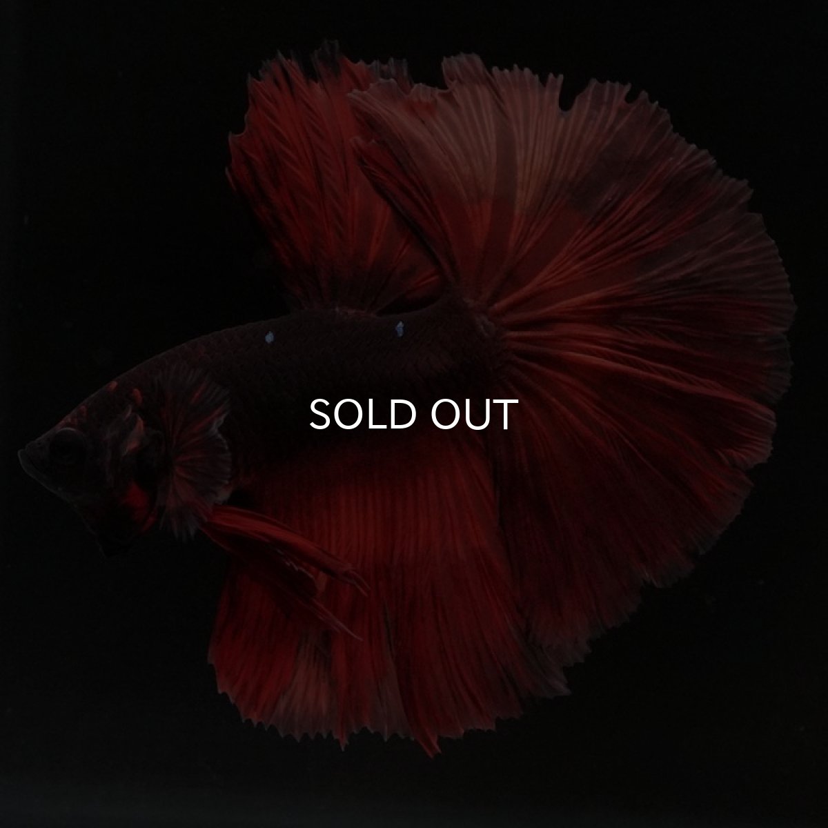 画像4: HM　レッドデビル (4)