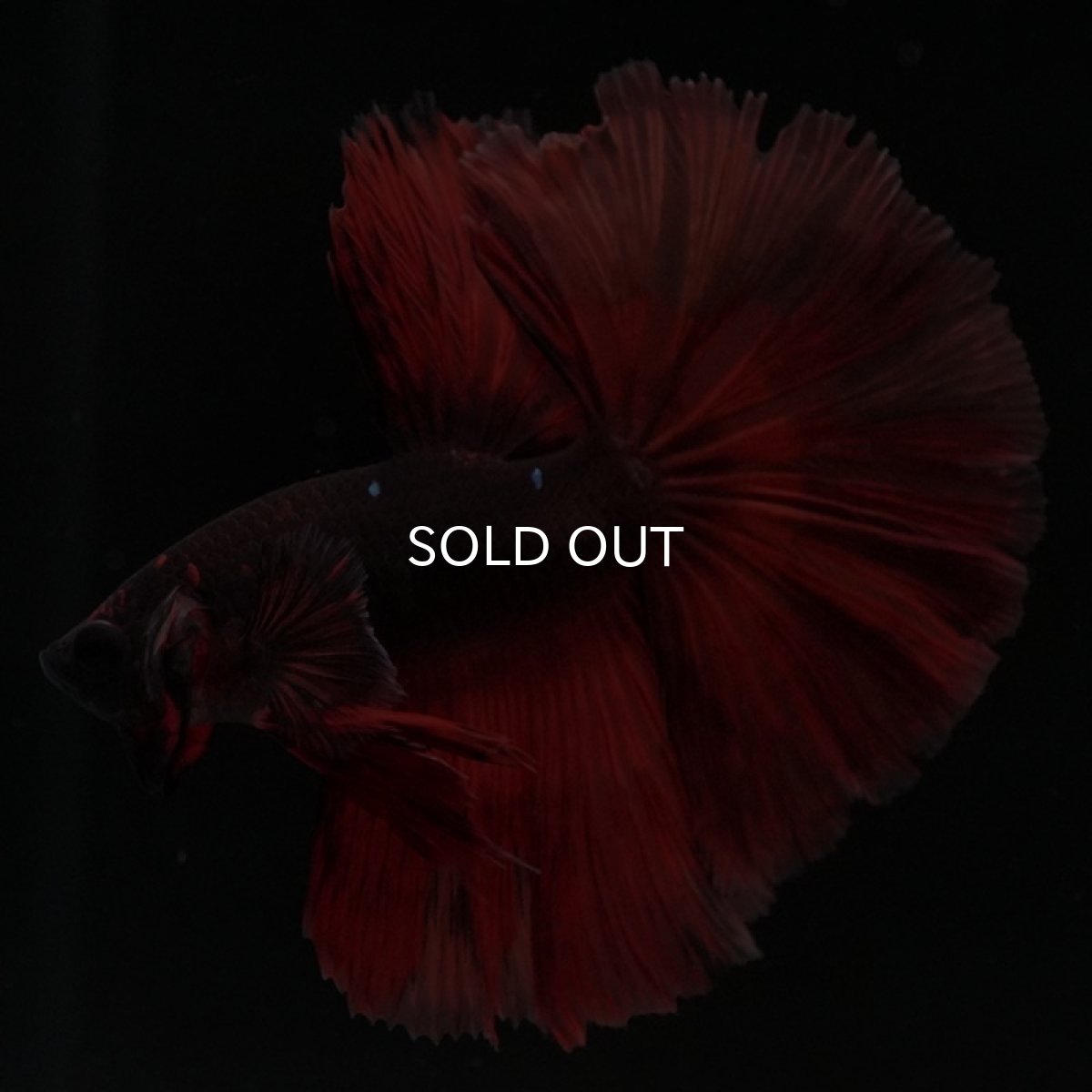 画像2: HM　レッドデビル (2)