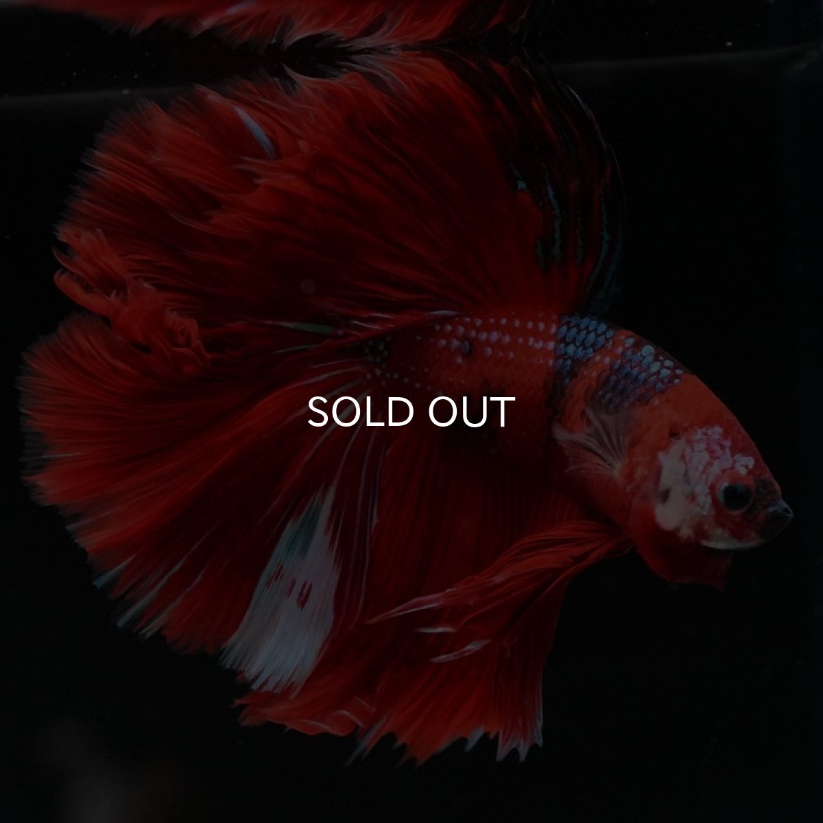 画像7: HM　レッドギャラクシー (7)