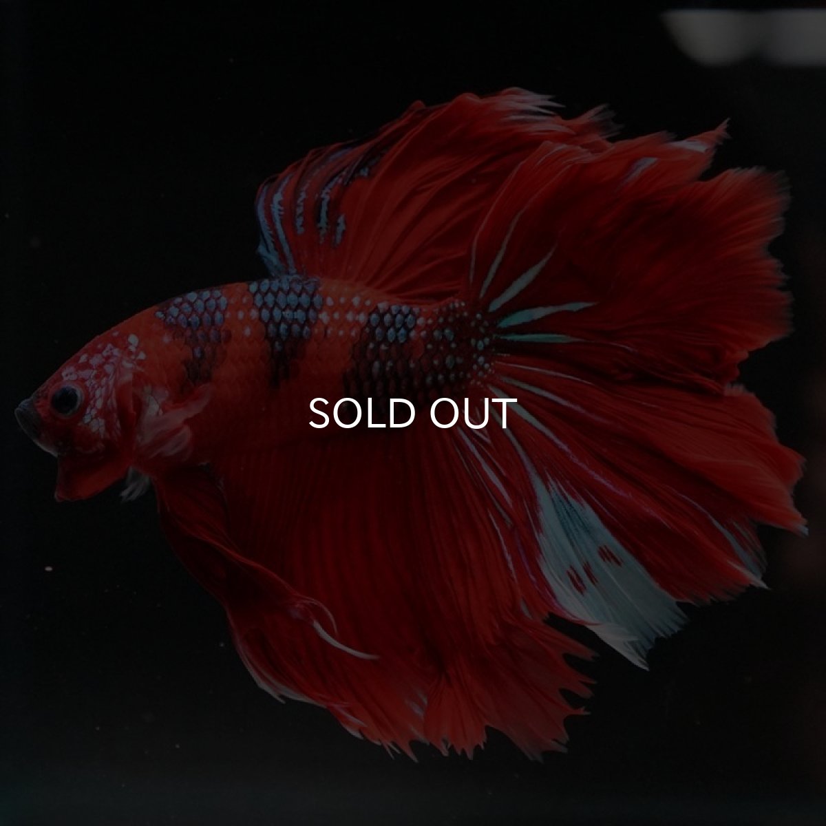 画像6: HM　レッドギャラクシー (6)