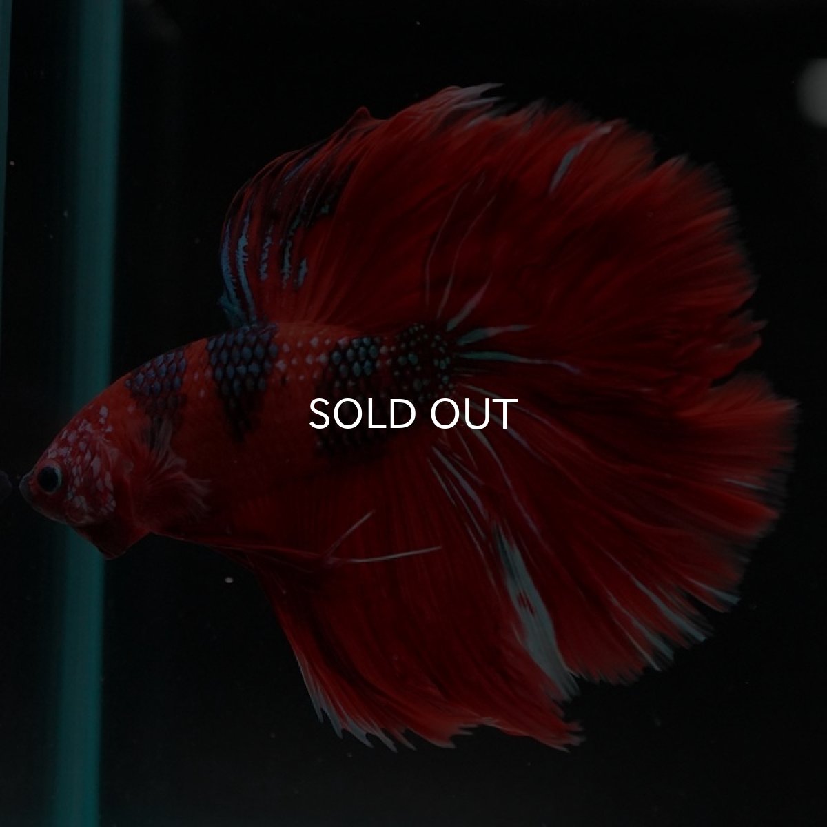 画像4: HM　レッドギャラクシー (4)