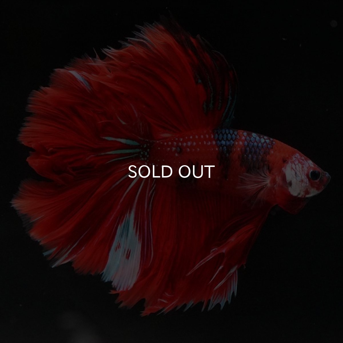 画像3: HM　レッドギャラクシー (3)