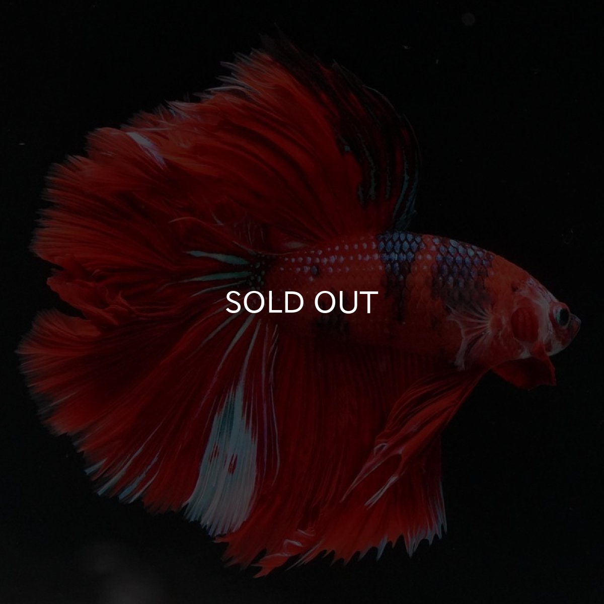 画像2: HM　レッドギャラクシー (2)