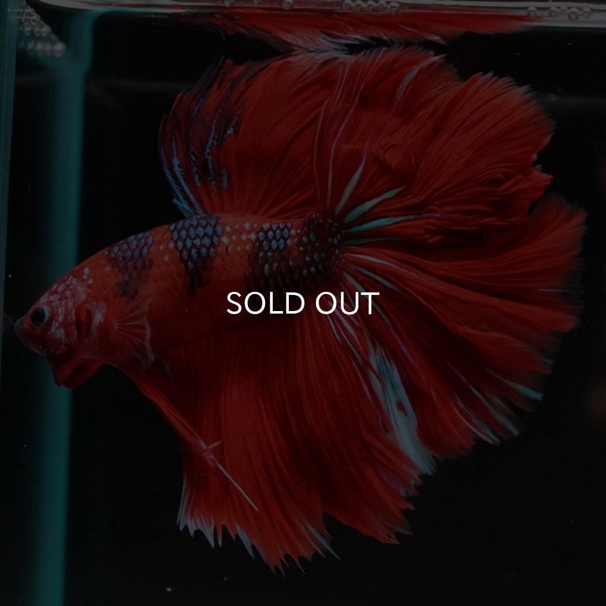 画像5: HM　レッドギャラクシー (5)