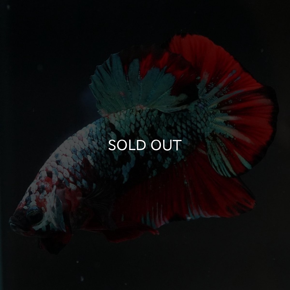 画像10: HMPK　レッドギャラクシー (10)