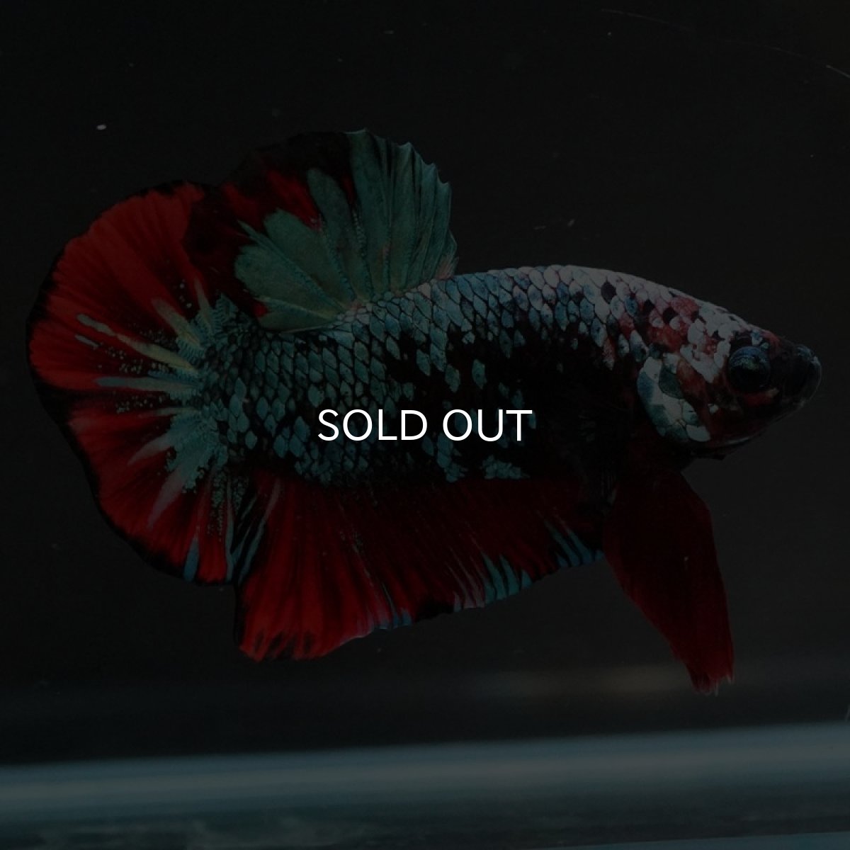 画像4: HMPK　レッドギャラクシー (4)