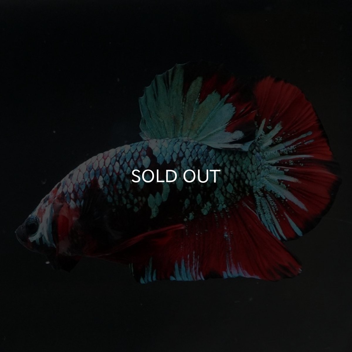 画像8: HMPK　レッドギャラクシー (8)