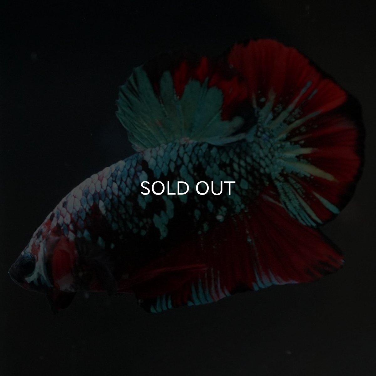 画像3: HMPK　レッドギャラクシー (3)