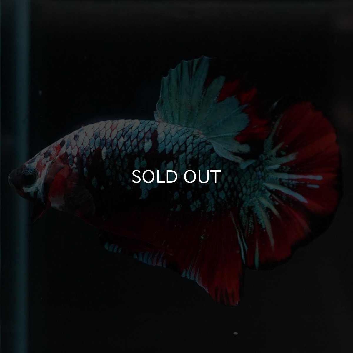 画像5: HMPK　レッドギャラクシー (5)