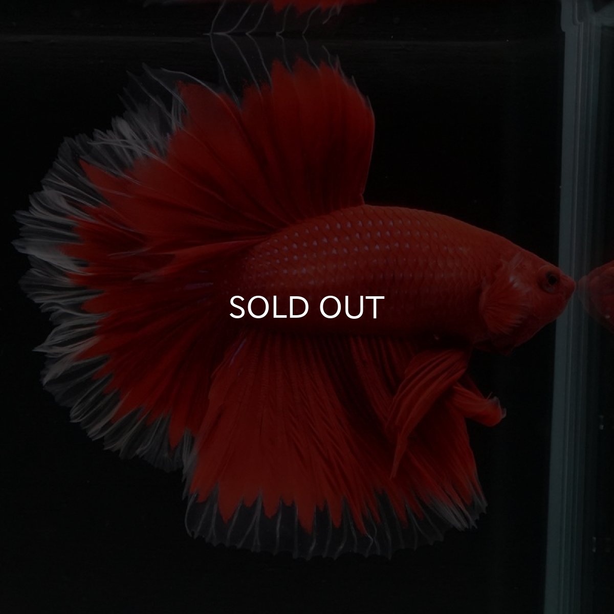 画像10: HM　ローズテール　レッドバタフライクリアフィン (10)