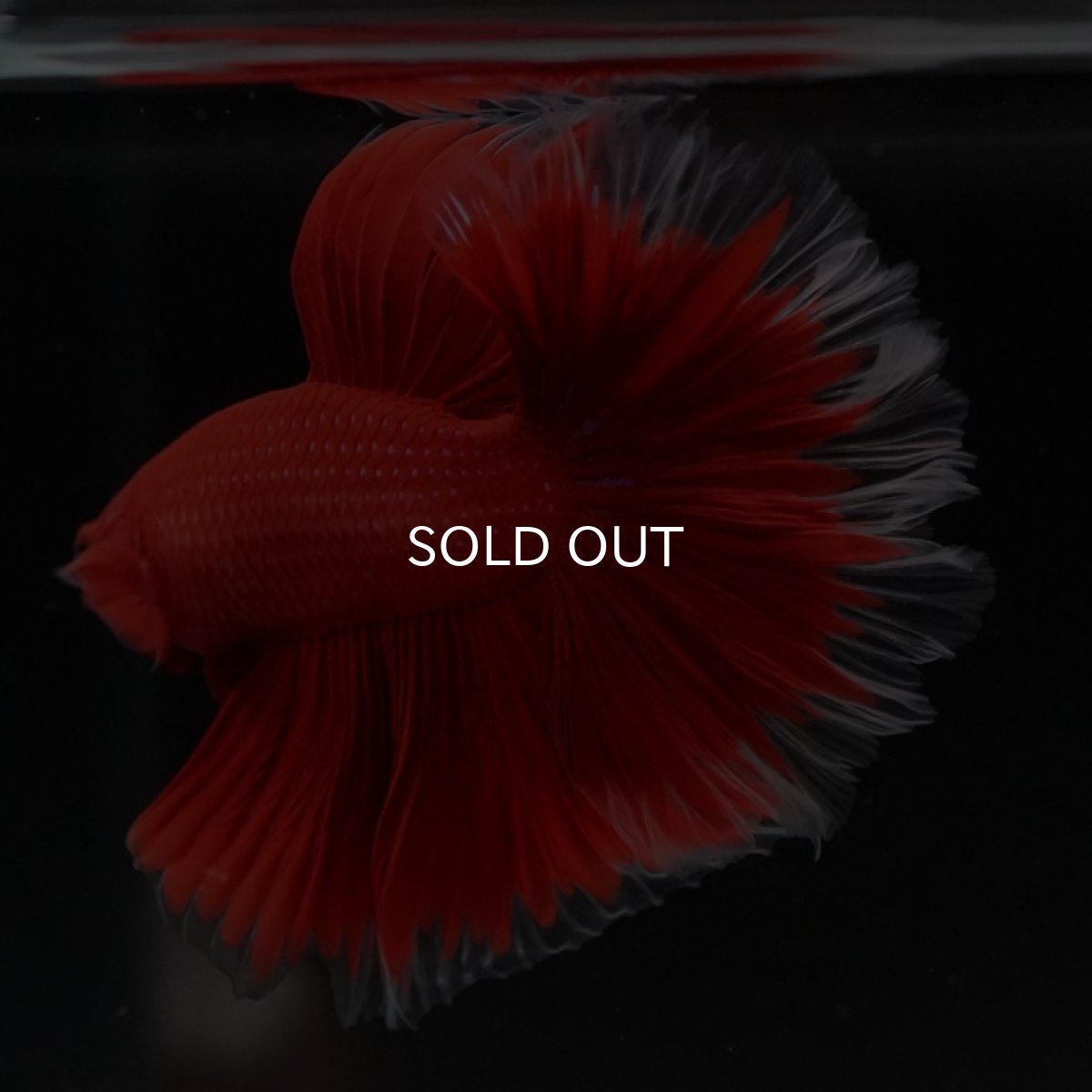 画像9: HM　ローズテール　レッドバタフライクリアフィン (9)