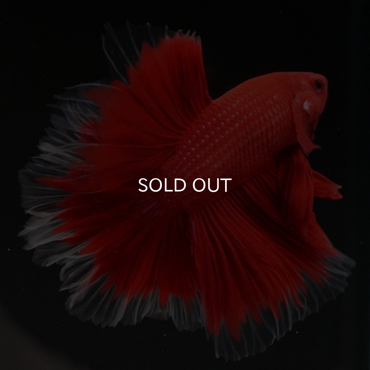 画像8: HM　ローズテール　レッドバタフライクリアフィン (8)