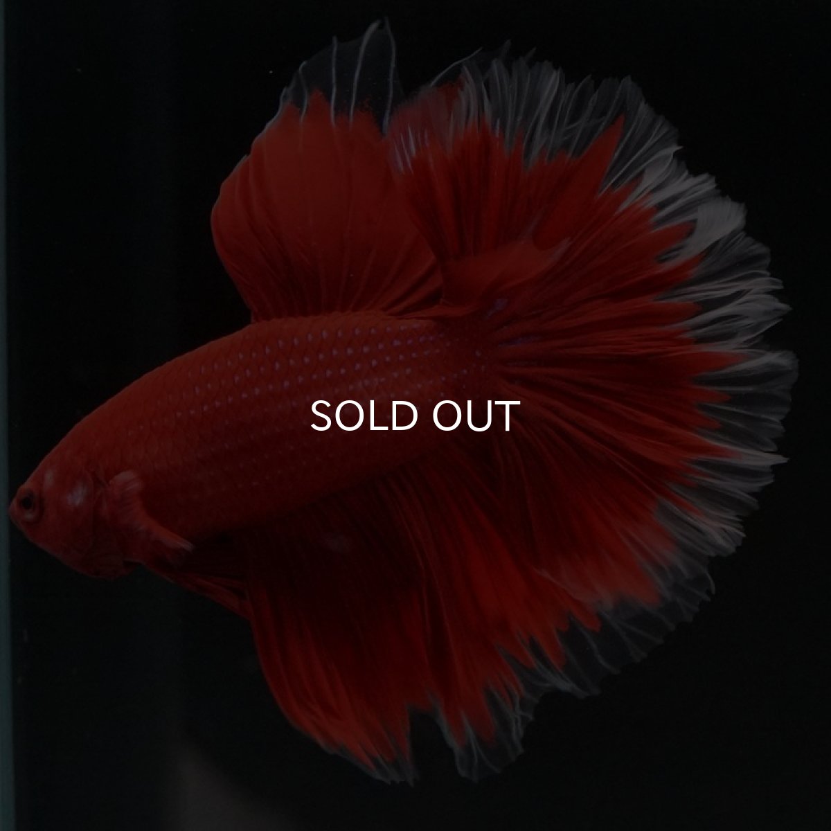 画像7: HM　ローズテール　レッドバタフライクリアフィン (7)