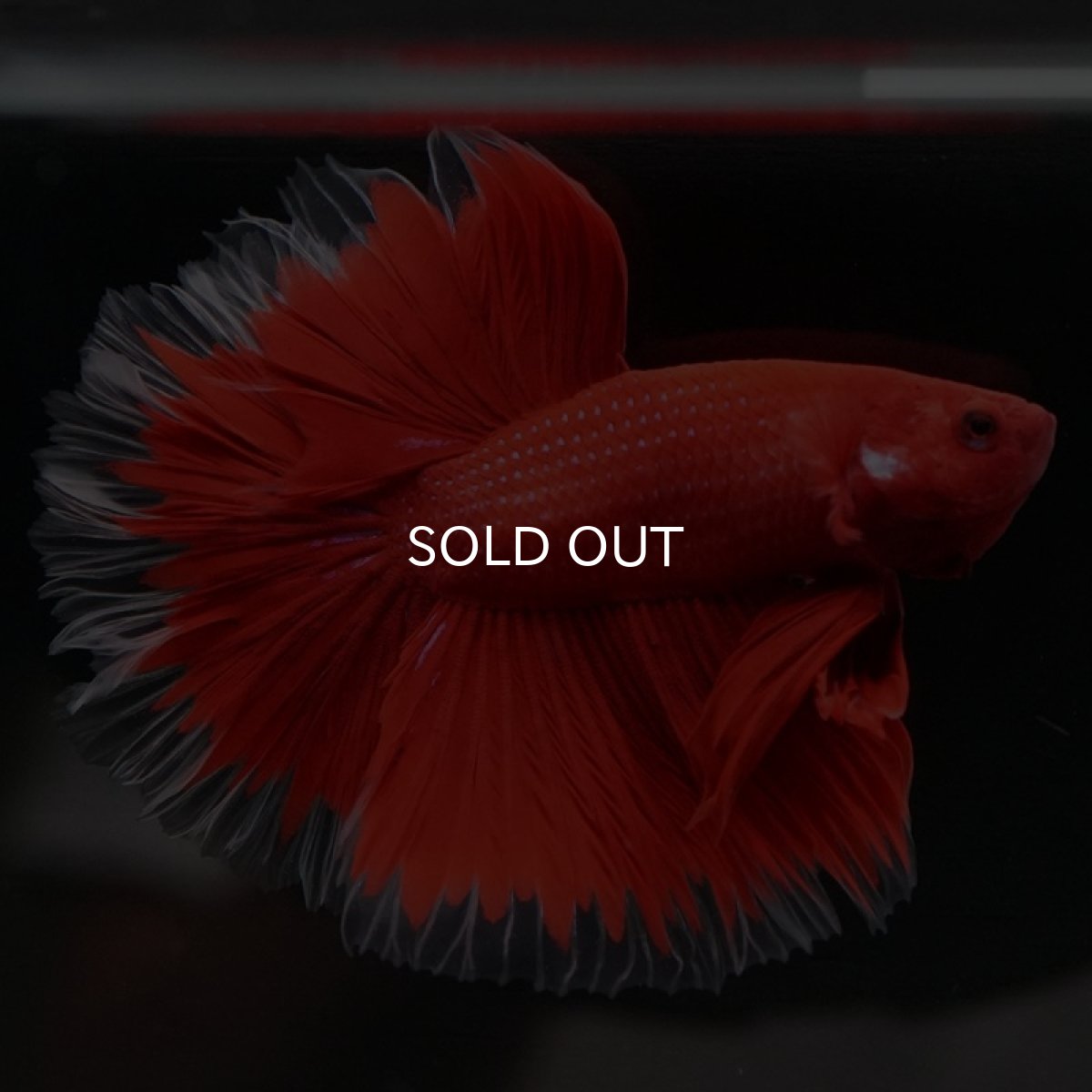 画像5: HM　ローズテール　レッドバタフライクリアフィン (5)