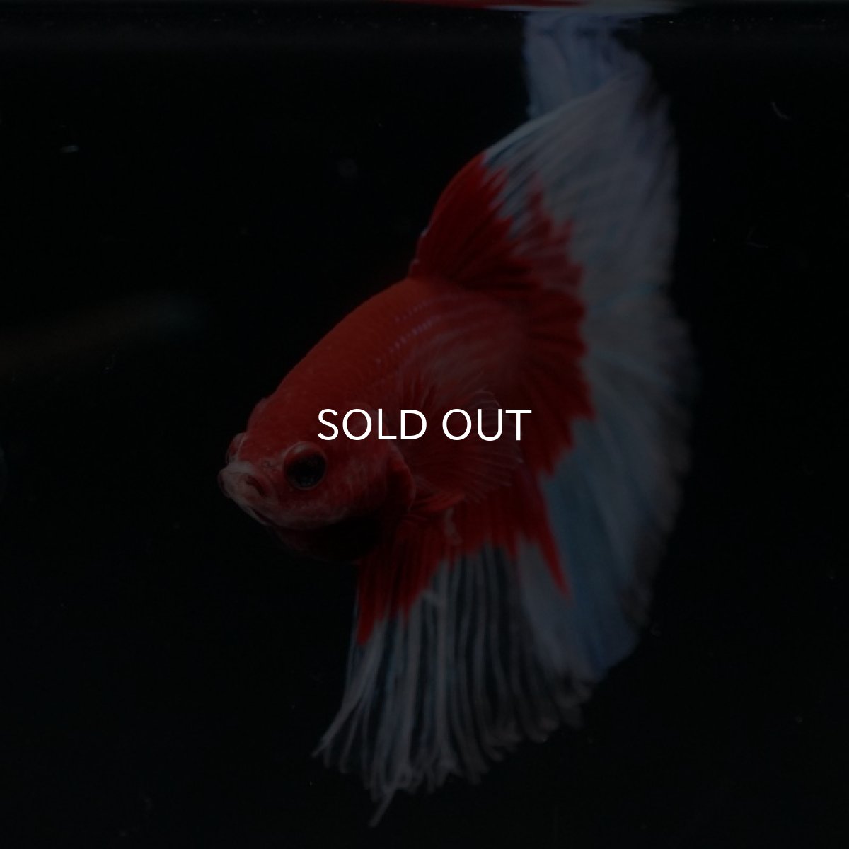 画像7: HM　レッドバタフライ (7)