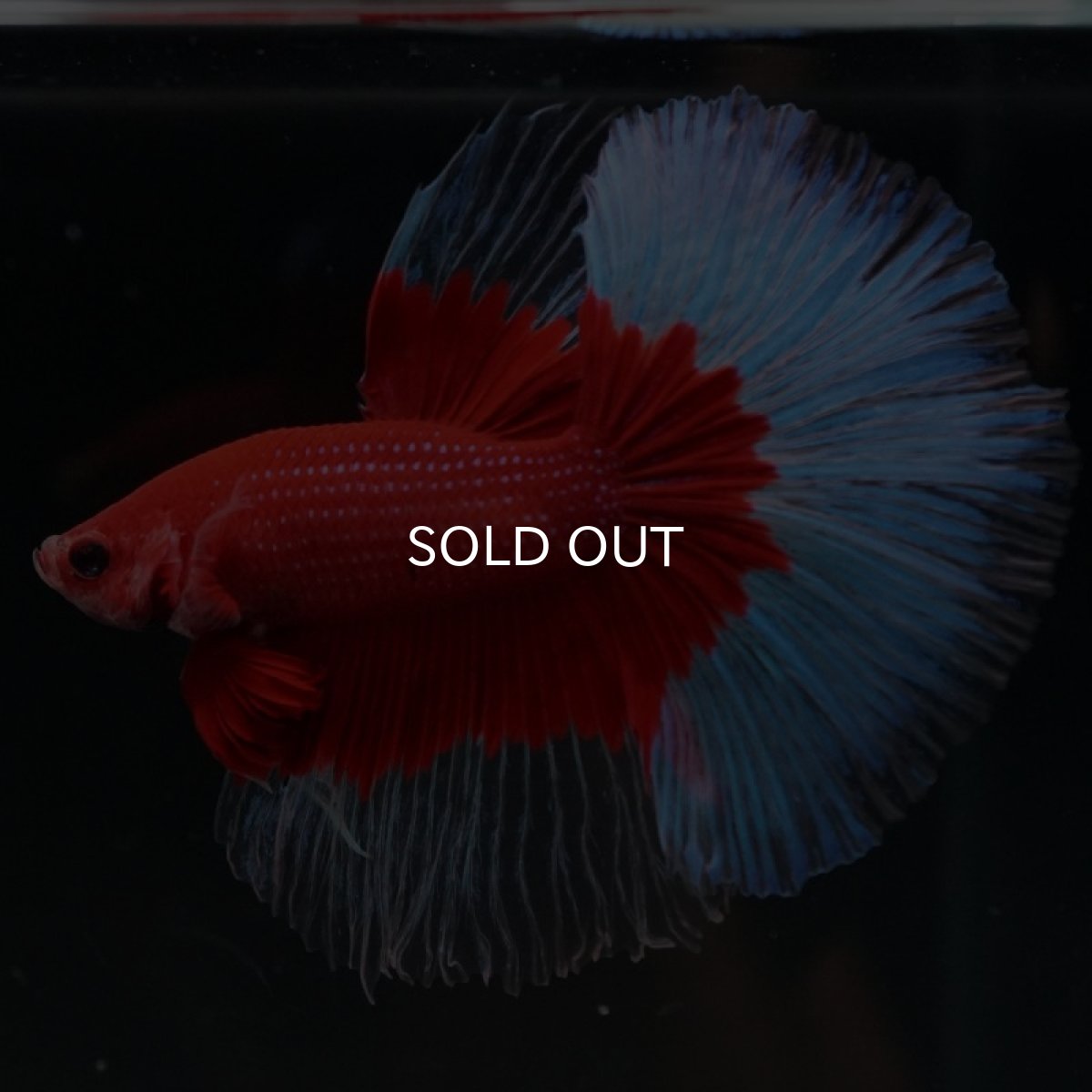 画像6: HM　レッドバタフライ (6)