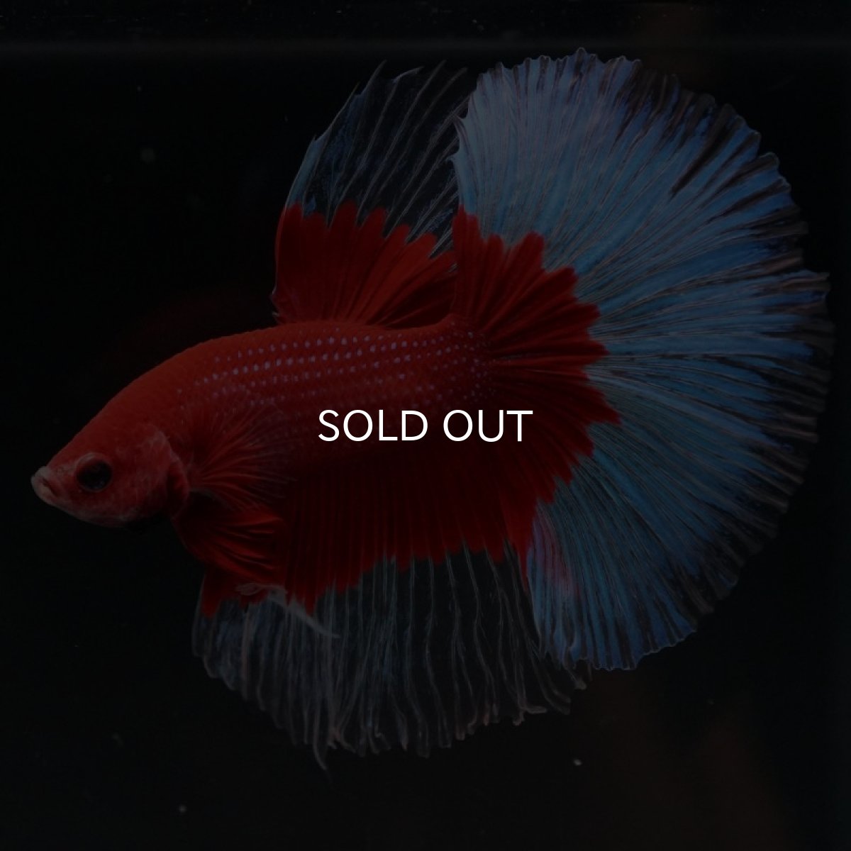 画像5: HM　レッドバタフライ (5)