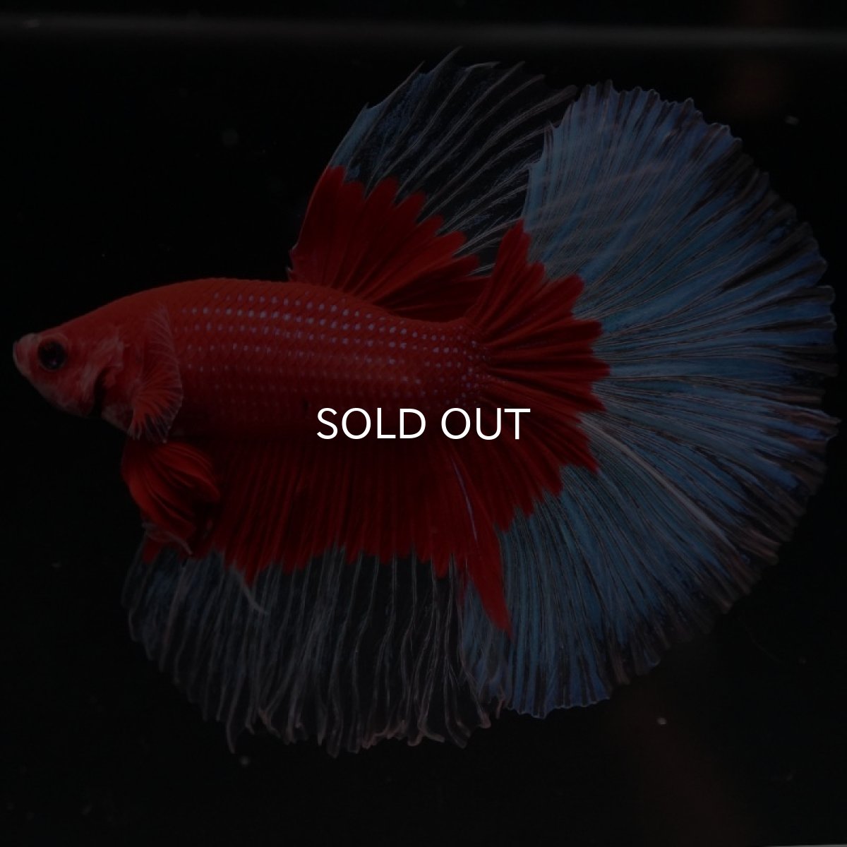 画像4: HM　レッドバタフライ (4)