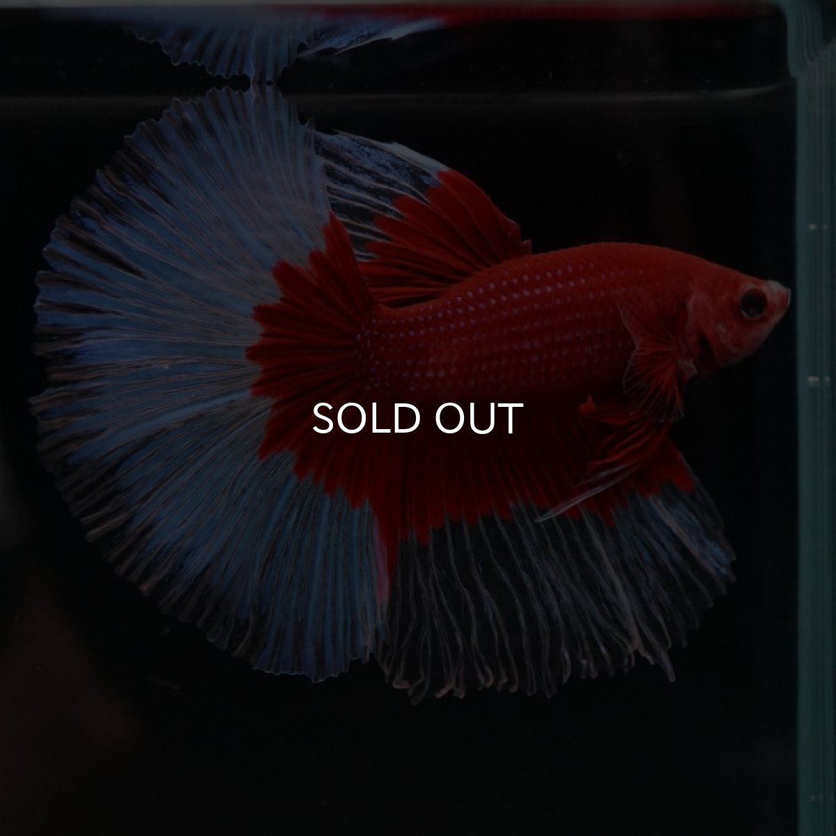 画像2: HM　レッドバタフライ (2)