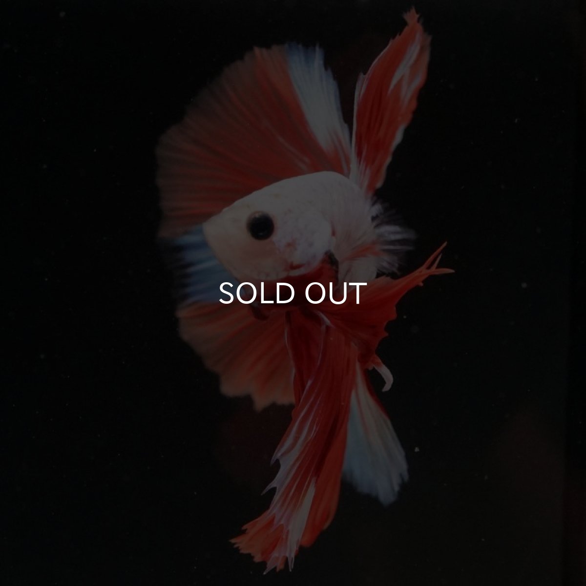 画像5: HM　ホワイトオレンジファンシー (5)