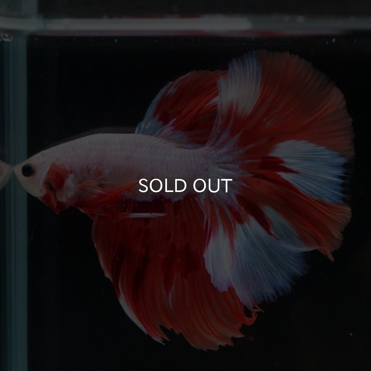 画像4: HM　ホワイトオレンジファンシー (4)