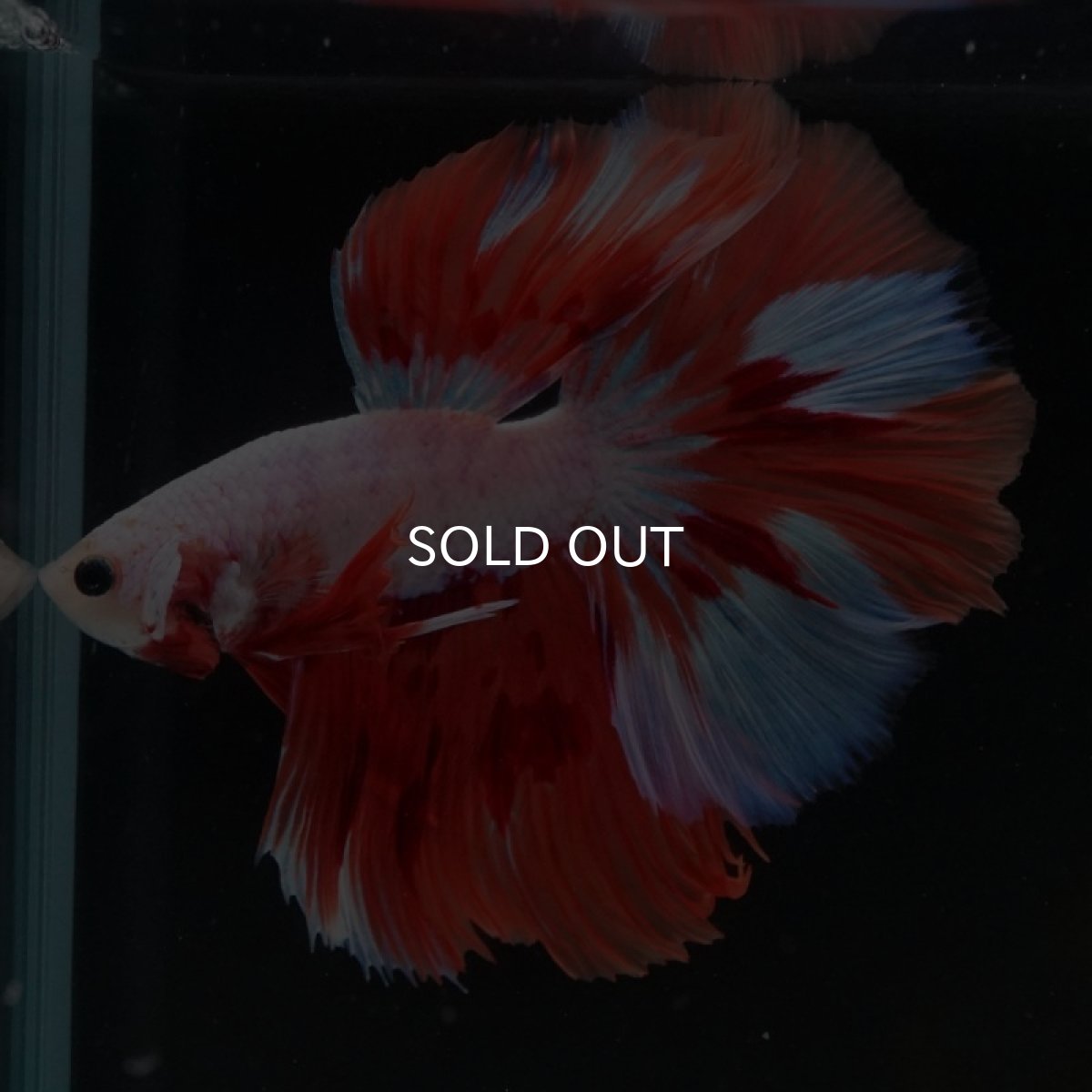 画像3: HM　ホワイトオレンジファンシー (3)