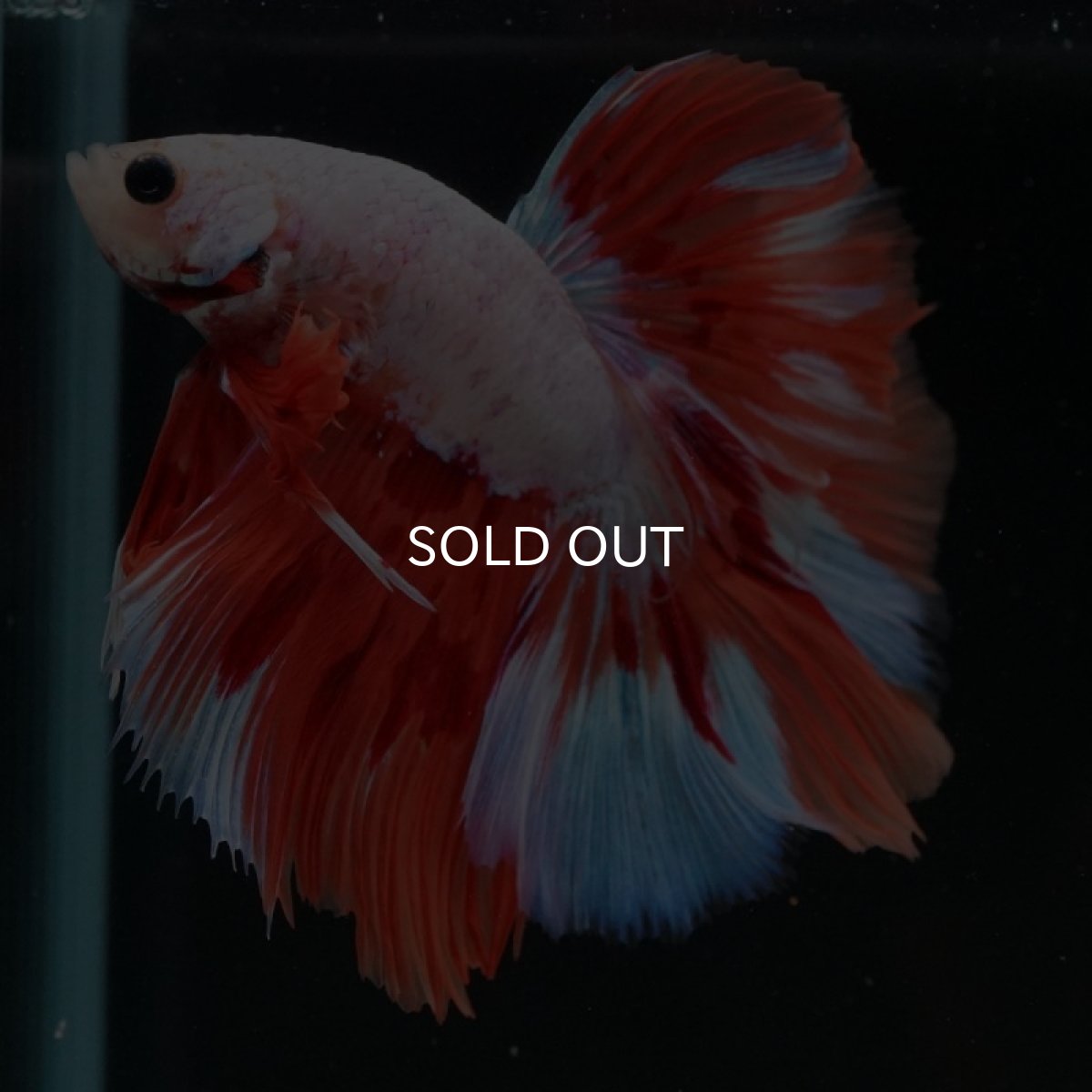 画像2: HM　ホワイトオレンジファンシー (2)