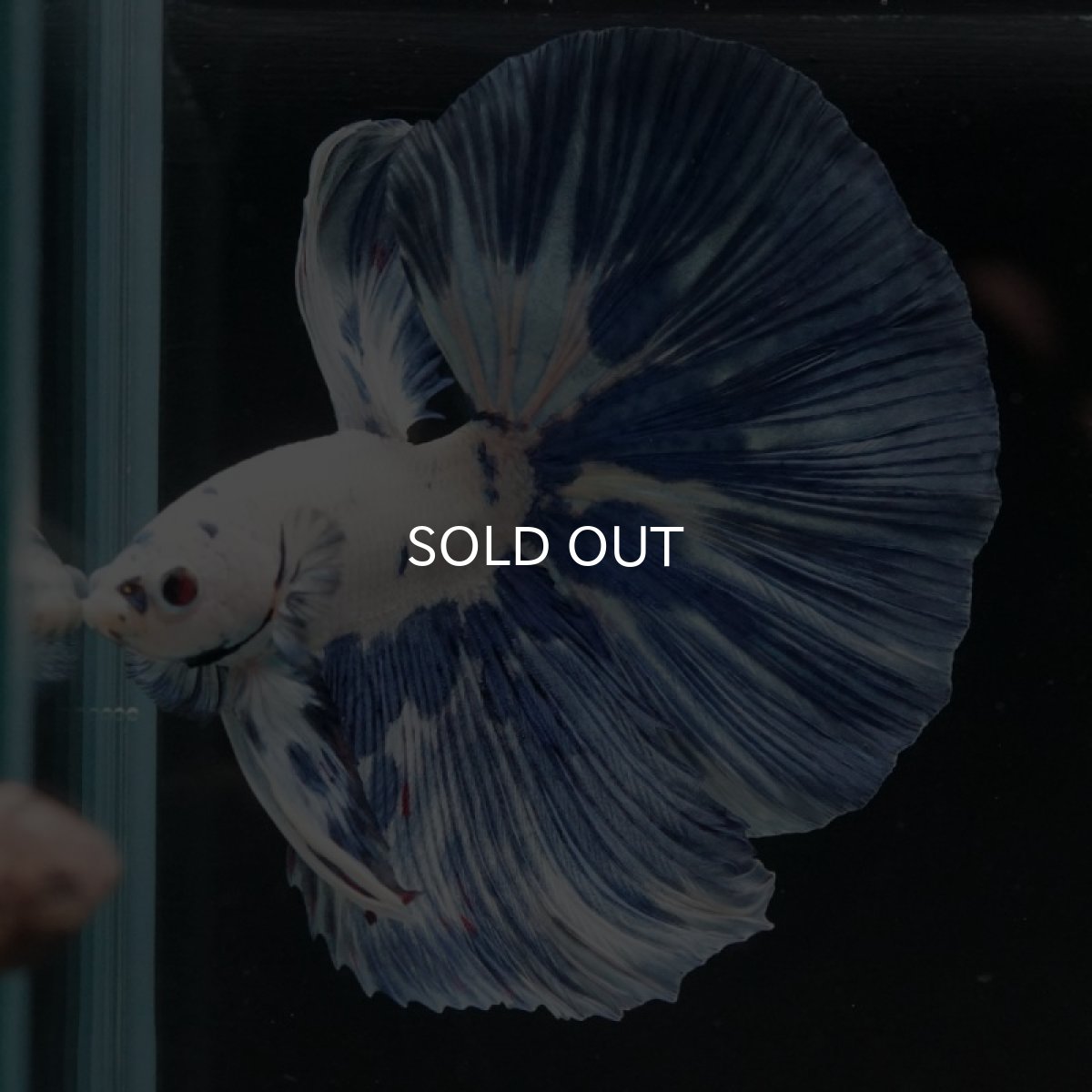 画像8: HM ホワイトブルーマーブル (8)