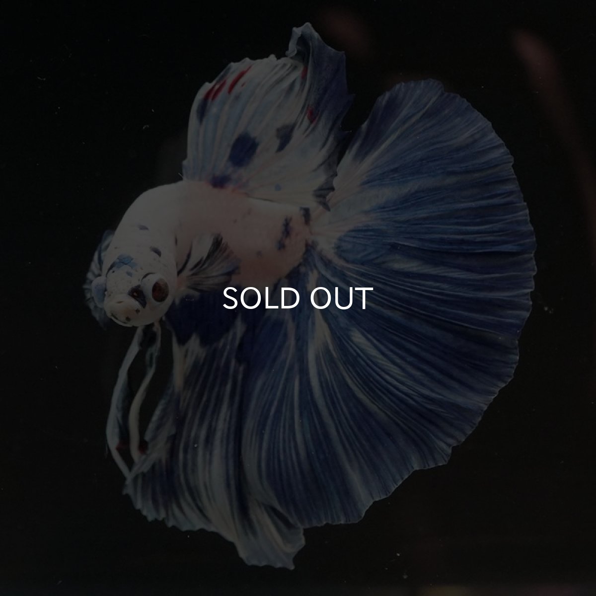 画像6: HM ホワイトブルーマーブル (6)