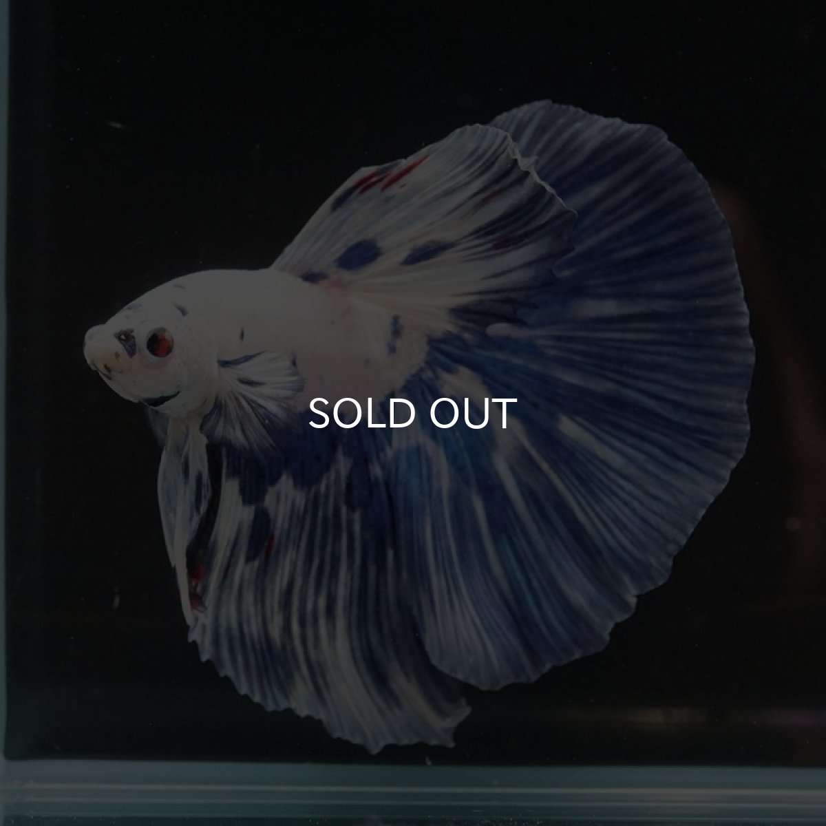 画像4: HM ホワイトブルーマーブル (4)