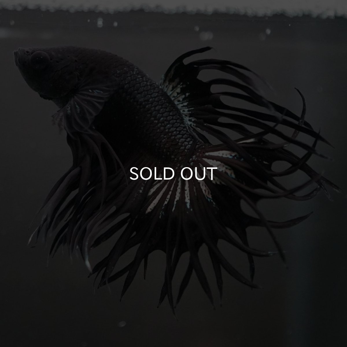 画像3: CT キングクラウン ブラックカッパー (3)