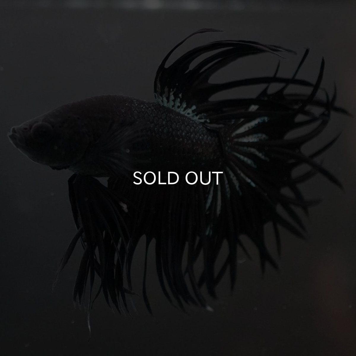 画像6: CT キングクラウン ブラックカッパー (6)