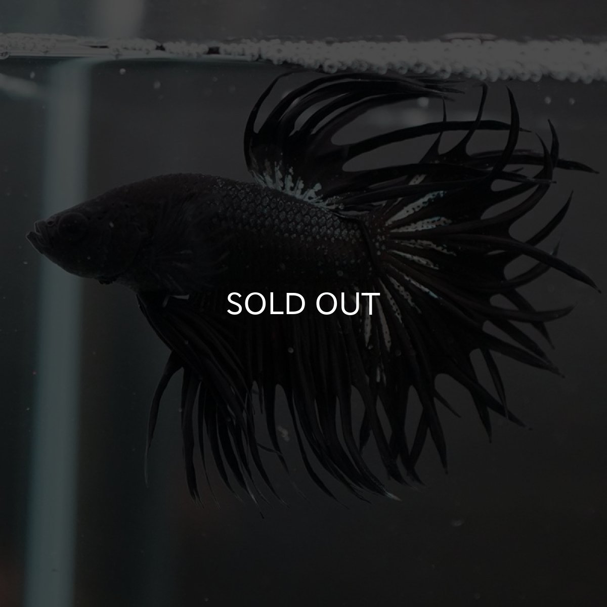 画像2: CT キングクラウン ブラックカッパー (2)