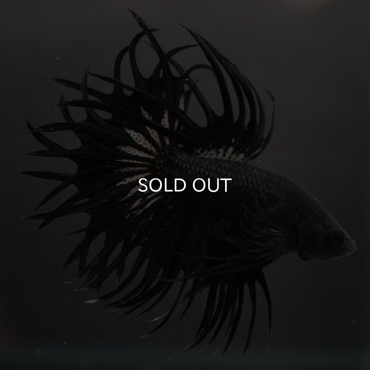 画像5: CT キングクラウン ブラックカッパー (5)