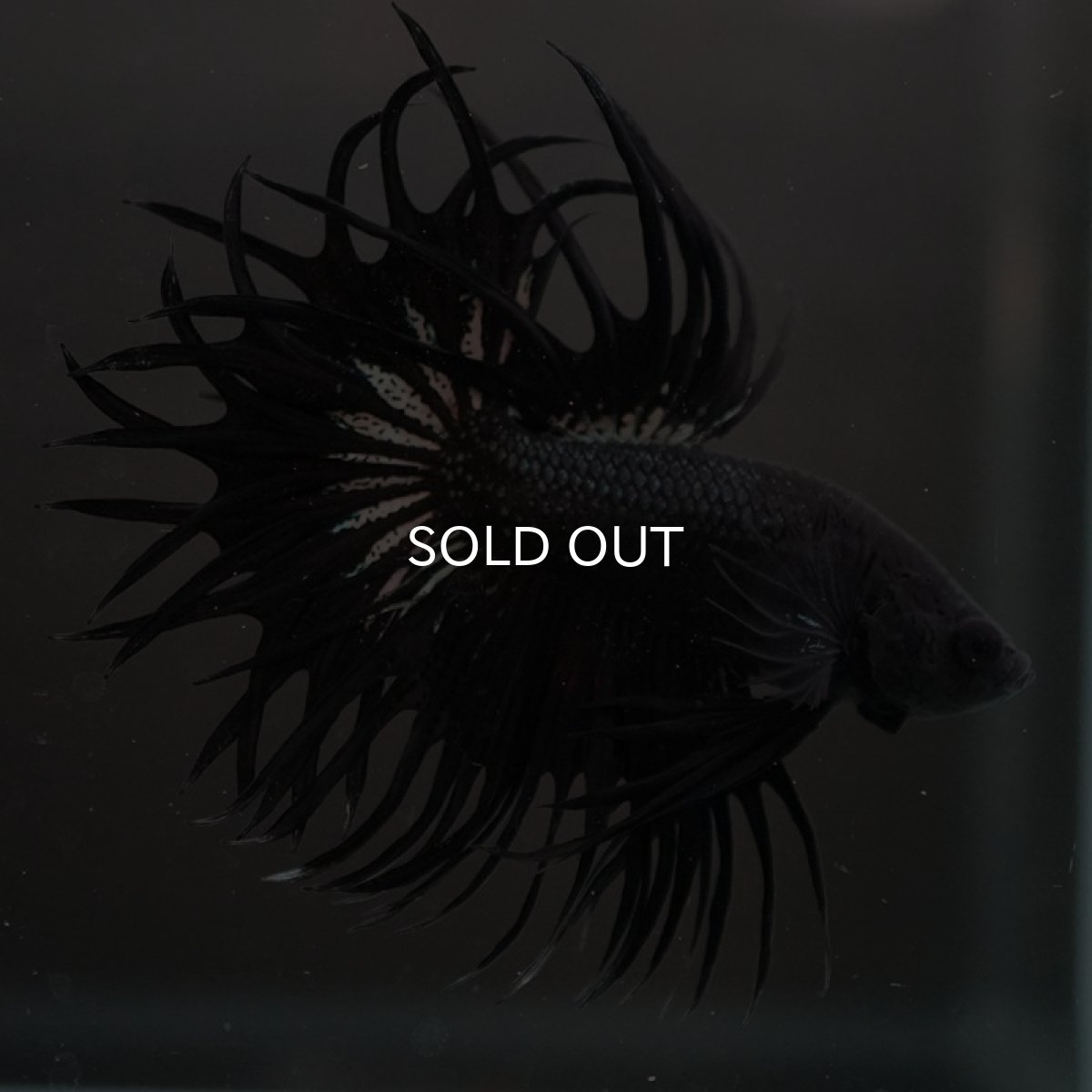 画像4: CT キングクラウン ブラックカッパー (4)