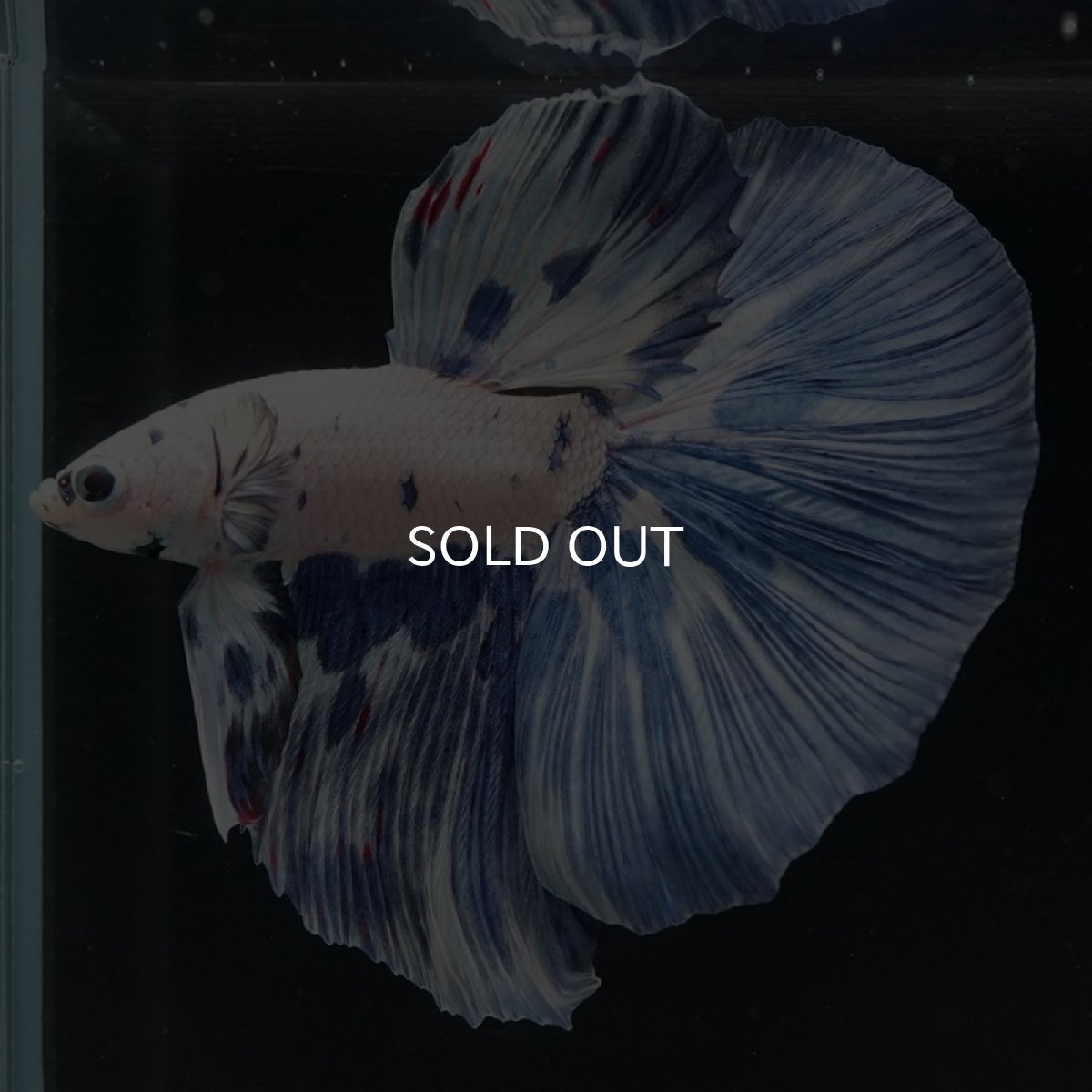 画像3: HM ホワイトブルーマーブル (3)